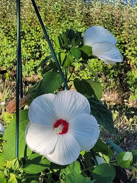 Yazın bahçede beyaz bir malva çiçeği