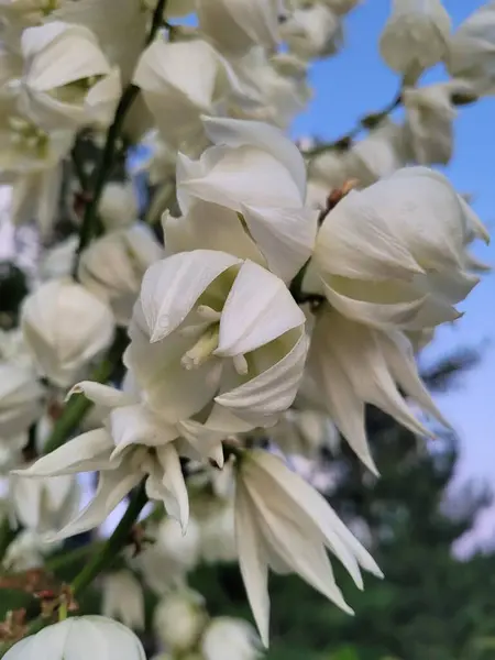 Yukka çiçekleri ev yapımı.
