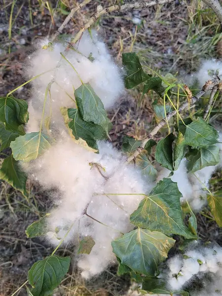  Kavak tüyü alerjiye neden oluyor.