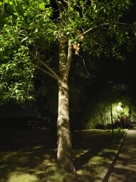 Geceyarısı sokakta bir ağaç