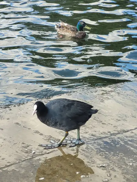 Bir bozkır tavuğu ve bir ördek 