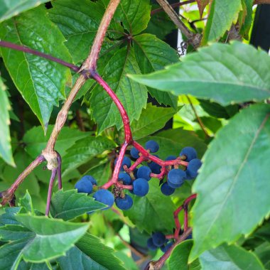 Partenosissus meyveleri, yabani üzümler.