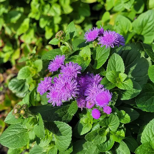 Ageratum parkta çiçek açıyor.