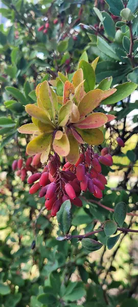 stock image Ripe barberry berries in the bush