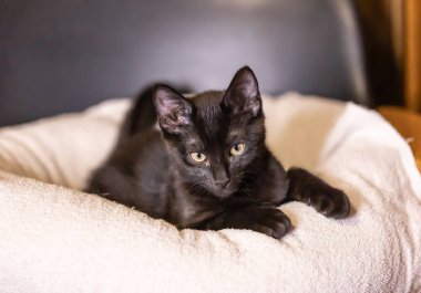 Güzel siyah yavru kedi portresi .