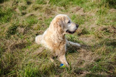 Dost canlısı Retriever çayırlar üzerinde yatıyor. 