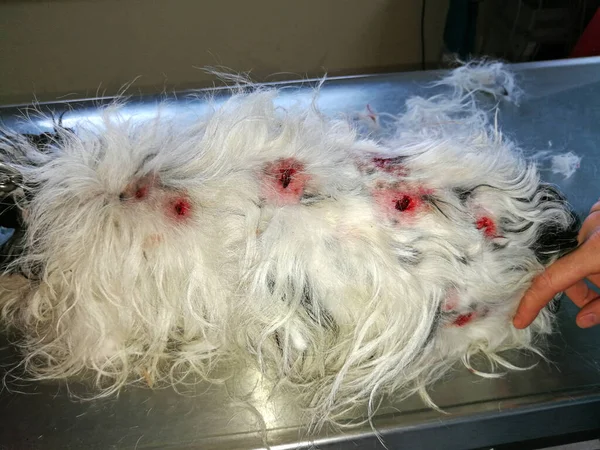 獣医クリニックのテーブルの上の別の犬からの血塗られた噛み痕のある犬 — ストック写真
