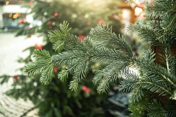 クリスマスマーケットのクリスマスツリー上のモミの枝の詳細 — ストック写真
