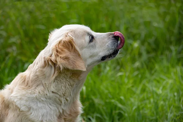 Golden Retriever Dog Γλείφει Μουσούδα Του Γλώσσα Του Πράσινο Γρασίδι — Φωτογραφία Αρχείου