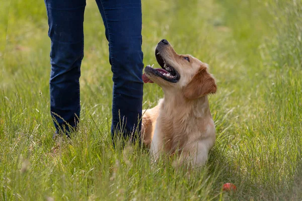 Golden Retriever Sentado Lado Dono Animal Treinamento Obediência Animal Livre — Fotografia de Stock