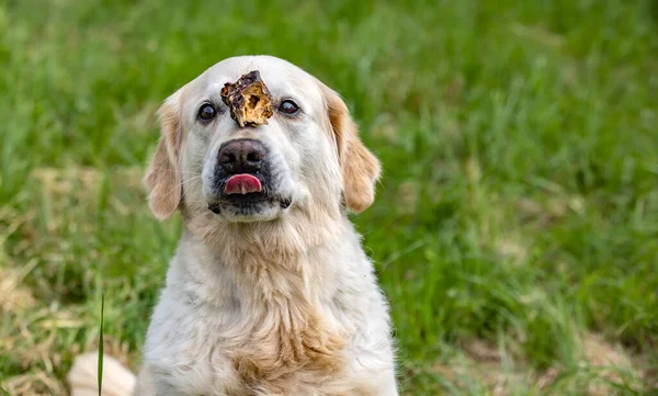 Cão Com Deleite Nariz Esperando Pacientemente Grama Verde — Fotografia de Stock