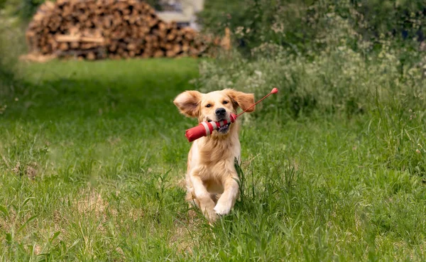 Beautiful Golden Retriever Dog Running Dummy His Mouth — Stock Photo, Image