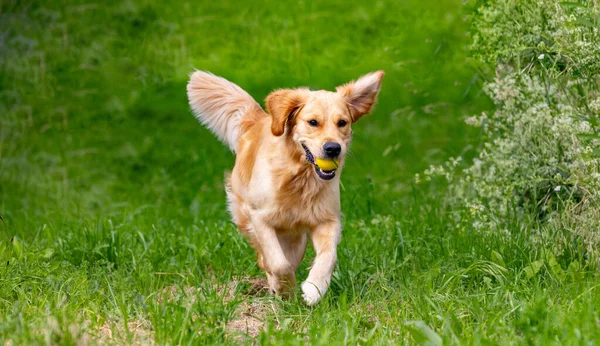 Beautiful golden retriever dog running with a yellow ball in his mouth