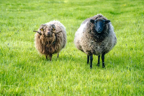 Ungepflegte Schafe Auf Der Weide Einem Sonnigen Tag Deutschland — Stockfoto