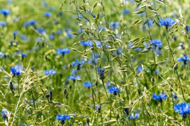 Yazın çiçek açan güzel mavi çiçek çayırı.