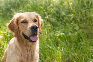 Güzel Golden Retriever 'ın portresi yaz günü yeşil çimlerin etrafında