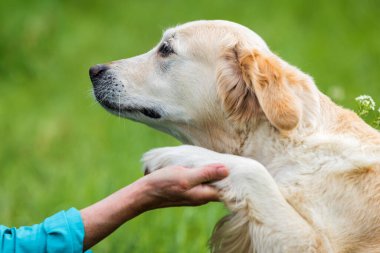 Güzel Golden Retriever 'ın portresi yaz günü yeşil çimlerin etrafını sardığında Paw' a.