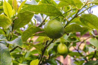 Halka açık bir parkta yaprakları olan bir ağacın dalında taze yeşil limon..