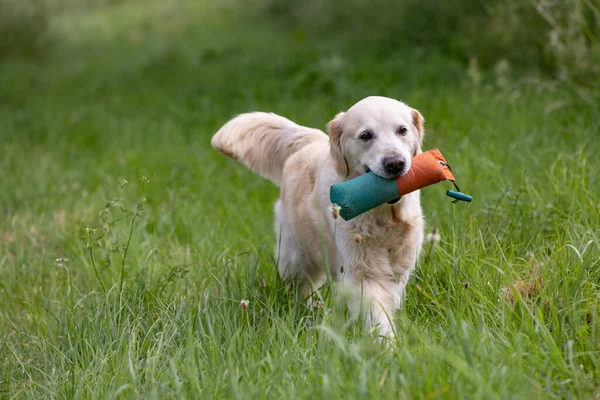 Beautiful golden retriever dog running with a dummy in his mouth