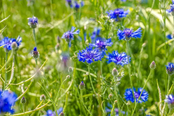 Meadow Beautiful Blooming Blue Cornflower Summer Royalty Free Stock Photos