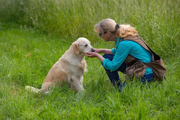 雌犬所有者遊びますとともに彼女の黄金取得犬上の緑の草で夏 ロイヤリティフリーのストック画像