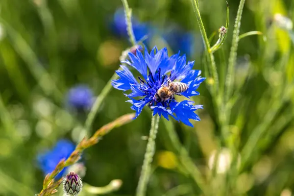 盛开的美丽的蓝色玉米花和蜜蜂在夏天的草场 免版税图库照片