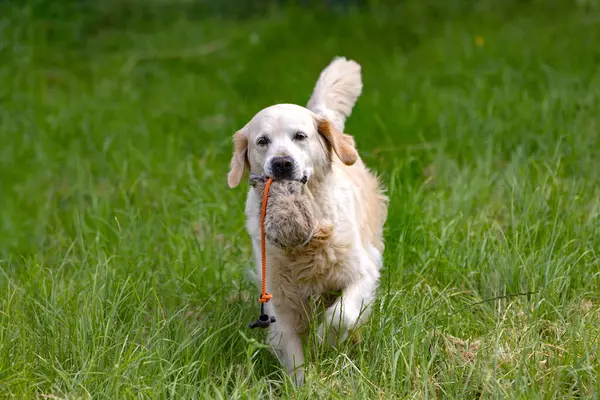 Hermoso Perro Golden Retriever Corriendo Con Maniquí Boca Imagen de archivo