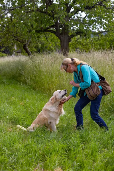 Kvinnlig Hund Ägare Leker Med Sin Gyllene Retriever Hund Grönt Royaltyfria Stockfoton