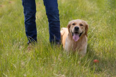 Golden Retriever evcil hayvan sahibinin yanında oturuyor. Hayvanlara itaat eğitimi açık havada.