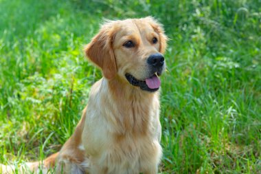 Güzel Golden Retriever 'ın portresi yaz günü yeşil çimlerin etrafında