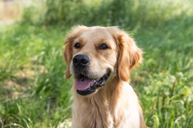 Güzel Golden Retriever 'ın portresi yaz günü yeşil çimlerin etrafında