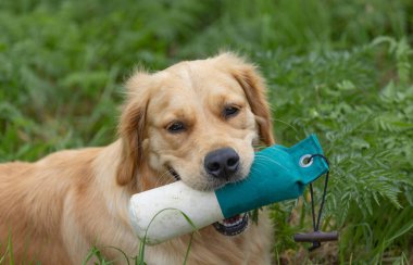 Yeşil çimlerin üzerinde ağzında bir kukla olan Golden Retriever.