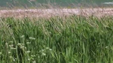 Yeşil çimenler ve küçük beyaz çiçekler Almanya 'da Baltık Denizi kıyısında hafif bir esintide sallanıyor..