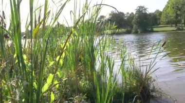 Halka açık bir parktaki gölde sazlıklarla hoş bir manzara.