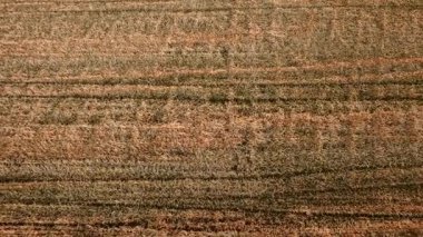 Kuşbakışı biçilmiş buğday tarlasının yapıları