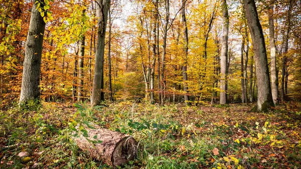 Sonbahar renklerinin doruk noktasında orman zemininde yatan devrilmiş ağaç gövdesi.
