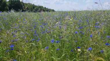 Çiçekli güzel çayır mavi gökyüzünün altında güneş ışığıyla çiçek açıyor.