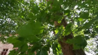 Güneş ışığı görkemli bir düzlem ağacının canlı yeşil yapraklarından süzülerek büyüleyici bir ışık ve gölge oyunu yaratır.
