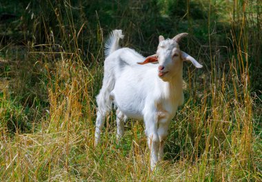 Güneşli bir günde beyaz keçi çim çiğniyor.