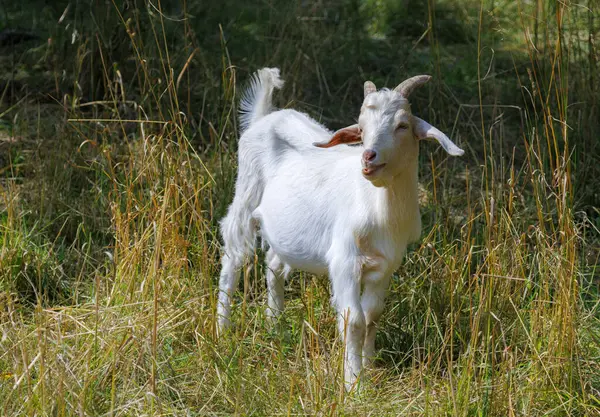 Güneşli bir günde beyaz keçi çim çiğniyor.
