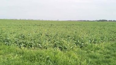 Geniş yeşil kolza tohumu tarlası baharda bulutlu bir gökyüzünün altında büyüyor.