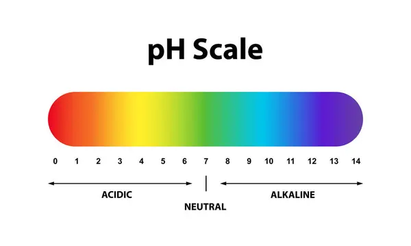 stock vector Colorful  Ph level Scale chart indicator diagram value. Alkaline, neutral, acidic solution.