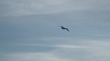 Şafakta mavi bulutlu gökyüzünde tek bir kuş. Gün batımında martı yavaş çekimde uçuyor..