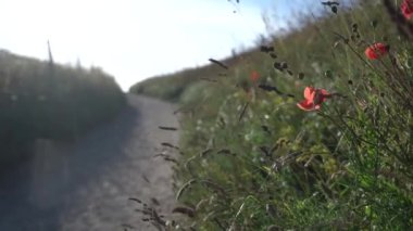 Kırsal dar bir yol boyunca gökyüzü olan bulanık çiçekler. Seyahat ve macera konsepti 