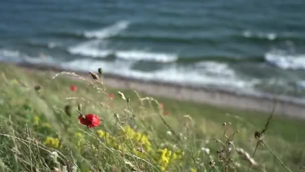 海岸附近悬崖上的花 在慢速 多风的天气里 波浪模糊不清 — 图库视频影像