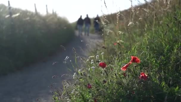 Άνθρωποι Περνούν Από Άγρια Θολή Λουλούδια Κατά Μήκος Ενός Αγροτικού — Αρχείο Βίντεο
