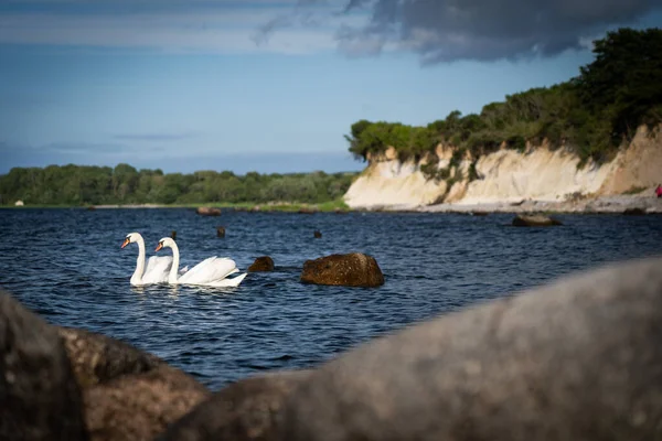自然の中で2羽の白鳥 海の水の中の鳥 背景にある岩の山 — ストック写真
