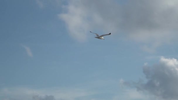 Oiseau Solitaire Dans Ciel Nuageux Bleu Aube Mouette Arrivant Coucher — Video