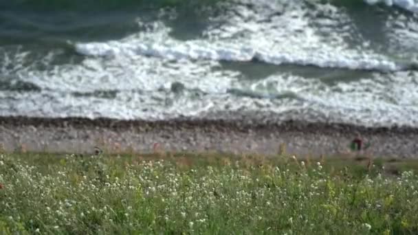 초록빛 파도는 바람부는 날에는 서서히 해변으로 — 비디오