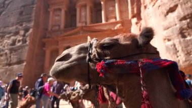 Petra Jordan 'daki hazine tapınağında deve önü de var. Seyahat, tatil ve Ortadoğu kavramı.